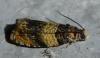 Celypha aurofasciana
